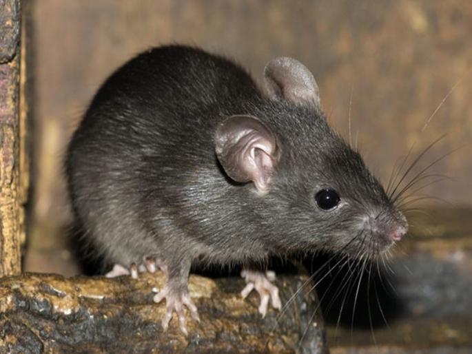 killing a rat; The doctor conducted the postmortem of the dead body | उंदराची हत्या; मृतदेहाचे डॉक्टरांनी केले पोस्टमॉर्टम killing a rat; The doctor conducted the postmortem of the dead body | उंदराची हत्या; मृतदेहाचे डॉक्टरांनी केले पोस्टमॉर्टम