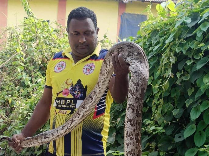 A nine-foot long python found in a container warehouse in Chirner | चिरनेरमधील कंटेनरच्या गोदामात आढळला नऊ फुट लांबीचा अजगर A nine-foot long python found in a container warehouse in Chirner | चिरनेरमधील कंटेनरच्या गोदामात आढळला नऊ फुट लांबीचा अजगर