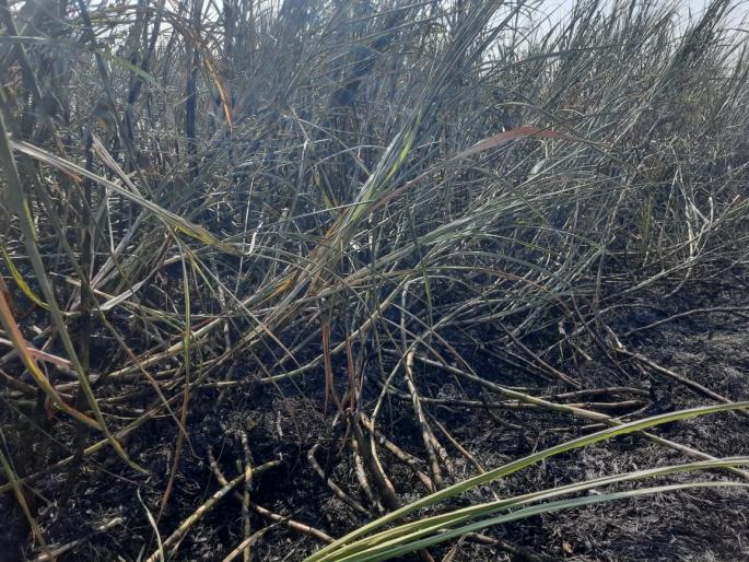 A farmer went to a wedding and burnt 40 acres of sugarcane here ranzangaon pune | शेतकरी लग्नसोहळ्याला गेला अन् इकडे 40 एकर ऊस जळून खाक झाला A farmer went to a wedding and burnt 40 acres of sugarcane here ranzangaon pune | शेतकरी लग्नसोहळ्याला गेला अन् इकडे 40 एकर ऊस जळून खाक झाला