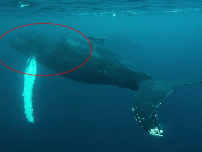 vale vomit worth Rs 2 crore seized, two arrested | व्हेल माशाची दोन कोटींची उलटी जप्त, दोन जणांना अटक vale vomit worth Rs 2 crore seized, two arrested | व्हेल माशाची दोन कोटींची उलटी जप्त, दोन जणांना अटक