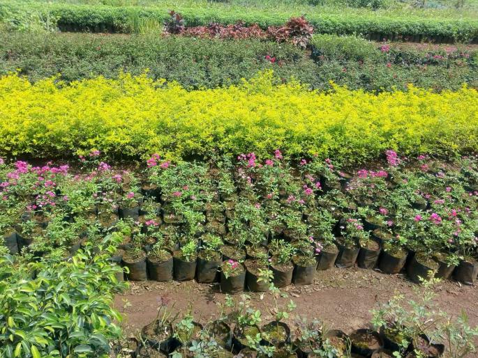 Agriculture University sells 13 lakh rupees | वृक्षवल्ली आम्हा सोयरे... लॉकडाऊन काळात कृषी विद्यापीठाने केली १३ लाख रोपांची विक्री Agriculture University sells 13 lakh rupees | वृक्षवल्ली आम्हा सोयरे... लॉकडाऊन काळात कृषी विद्यापीठाने केली १३ लाख रोपांची विक्री