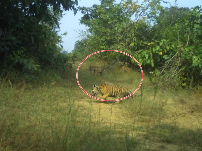 Remains of two tiger calves found in Gadchiroli, find out female tiger | गडचिरोलीत वाघाच्या २ बछड्यांच्या मृतदेहाचे अवशेष आढळले, वाघिणीचा शोध सुरू Remains of two tiger calves found in Gadchiroli, find out female tiger | गडचिरोलीत वाघाच्या २ बछड्यांच्या मृतदेहाचे अवशेष आढळले, वाघिणीचा शोध सुरू