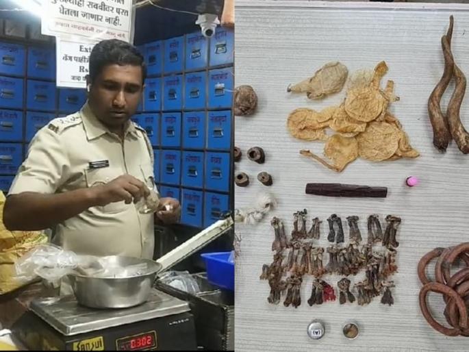 Wildlife organs found in the shop, Forest Department raid; The shop was locked | दुकानात आढळले वन्यप्राण्यांचे अवयव, वनविभागाचा छापा; दुकानाला ठोकले कुलूप Wildlife organs found in the shop, Forest Department raid; The shop was locked | दुकानात आढळले वन्यप्राण्यांचे अवयव, वनविभागाचा छापा; दुकानाला ठोकले कुलूप