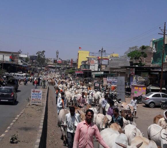 farmer rally with cattle on manora Tehsil office! | गुरा-ढोरांसह शेतकऱ्यांचा मोर्चा धडकला मानोरा तहसिल कार्यालयावर ! farmer rally with cattle on manora Tehsil office! | गुरा-ढोरांसह शेतकऱ्यांचा मोर्चा धडकला मानोरा तहसिल कार्यालयावर !