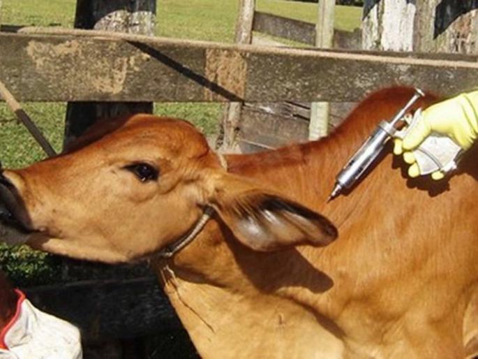 In Buldana district millions of cattle in the houses; The vaccine is only 20 thousand | बुलडाणा जिल्ह्यात गुरांची संख्या लाखोंच्या घरात; लस मात्र २० हजारच