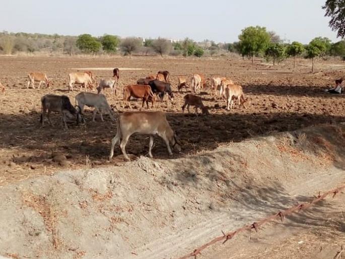 Retribution of administration for fodder camps; Hunger on cattle! | चारा छावण्यांसाठी प्रशासनाची माघार; गुरांवर उपासमार! Retribution of administration for fodder camps; Hunger on cattle! | चारा छावण्यांसाठी प्रशासनाची माघार; गुरांवर उपासमार!