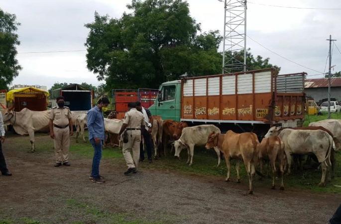 Life saving to 27 cattle being taken for slaughter | कत्तलीसाठी नेण्यात येत असलेल्या २७ गुरांना जीवनदान Life saving to 27 cattle being taken for slaughter | कत्तलीसाठी नेण्यात येत असलेल्या २७ गुरांना जीवनदान
