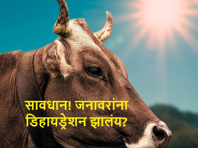 let's know the dehydration symptoms and in your cattles | तुमच्या जनावरांमध्ये ‘ही’ लक्षणे दिसली, तर समजा डिहायड्रेशन झालंय let's know the dehydration symptoms and in your cattles | तुमच्या जनावरांमध्ये ‘ही’ लक्षणे दिसली, तर समजा डिहायड्रेशन झालंय