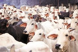 cattle faces danger of dieses | दुष्काळात वाढली पशुपालकांची चिंता; गुरे ठरताहेत तोंड, पाय खुरी रोगाची शिकार cattle faces danger of dieses | दुष्काळात वाढली पशुपालकांची चिंता; गुरे ठरताहेत तोंड, पाय खुरी रोगाची शिकार