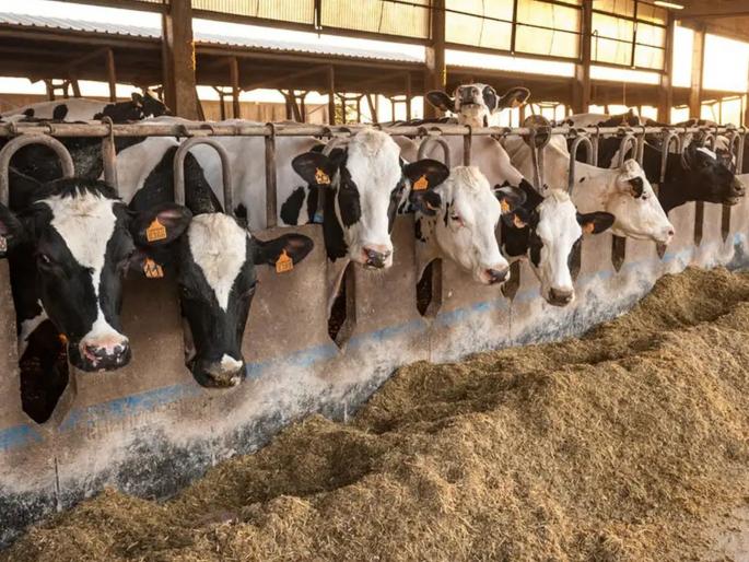 man lynched on suspicion of being cattle thief in Tripura | गाय चोरत असल्याच्या संशयावरुन जमावाची बेदम मारहाण; एकाचा मृत्यू man lynched on suspicion of being cattle thief in Tripura | गाय चोरत असल्याच्या संशयावरुन जमावाची बेदम मारहाण; एकाचा मृत्यू