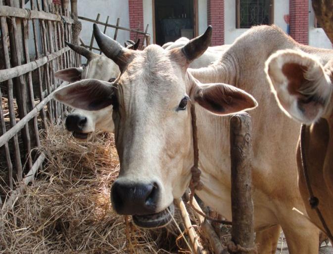 11,000 in the west of Vidarbha Ton cattle feed deficit | पश्चिम विदर्भात ११ हजार मे. टन चाऱ्याची तूट