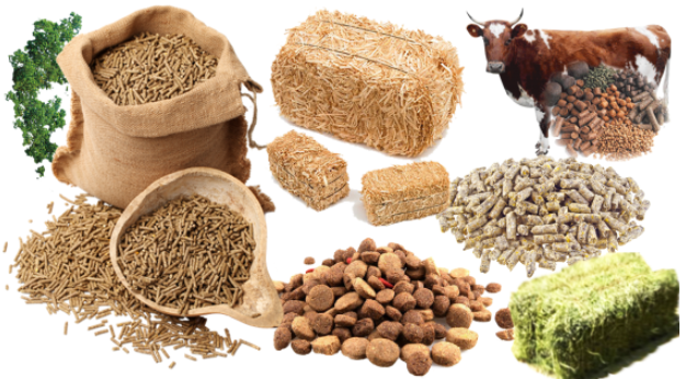 Animal feed prices suddenly rise in Nagpur | नागपुरात अचानक वाढले जनावरांच्या खाद्याचे दर Animal feed prices suddenly rise in Nagpur | नागपुरात अचानक वाढले जनावरांच्या खाद्याचे दर