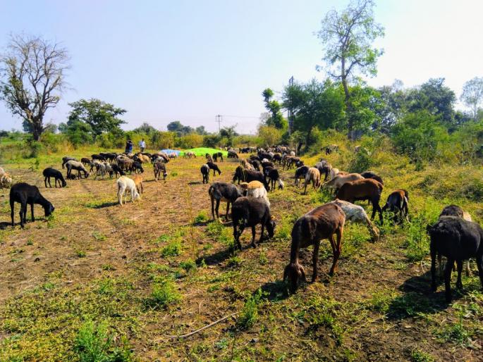 750 cattle in fodder camp in Karmad | करमाड येथील चारा छावणीत ७५० जनावरे दाखल 750 cattle in fodder camp in Karmad | करमाड येथील चारा छावणीत ७५० जनावरे दाखल