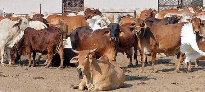 cattle not get rates in drought hit area | दुष्काळात जनावरांना मिळेना भाव! cattle not get rates in drought hit area | दुष्काळात जनावरांना मिळेना भाव!