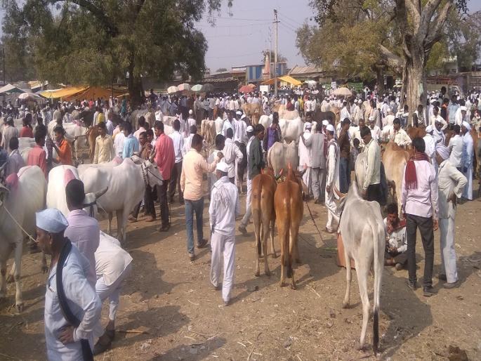 Due to drought and fodder scarcity, farmer is in nervousness... sale of cattle in low price at Bharadi market | दुष्काळ व चारा टंचाईने बळीराजा हवालदिल...भराड़ी बाजारात झाली कवडी मोल भावात जनावरांची विक्री Due to drought and fodder scarcity, farmer is in nervousness... sale of cattle in low price at Bharadi market | दुष्काळ व चारा टंचाईने बळीराजा हवालदिल...भराड़ी बाजारात झाली कवडी मोल भावात जनावरांची विक्री