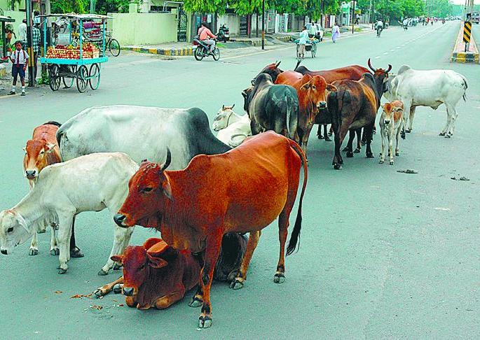 NMC Waiting for the team to catch the bull | मनपाला सांड पकडणाऱ्या पथकाची प्रतीक्षा