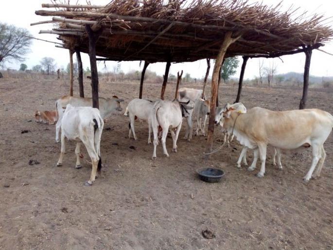 Cowboy go on strike and all the villagers are worried | गुराख्याचा संप अन् अख्खे गाव चिंतित