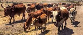 Akola: Cruelly tied cattle breathed their last, rescued by police, incident in Solashe plots in Akola | Akola: निर्दयतेने बांधलेल्या गुरांनी घेतला माेकळा श्वास, पाेलिसांनी केली सुटका, अकाेल्यातील साेळाशे प्लाॅटमधील घटना 