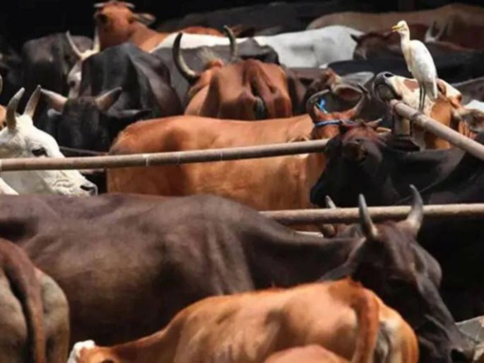 Madhya Pradesh cops Cattle smuggling racket busted BJYM leader among 20 accused | भाजप नेता गोतस्करीच्या रॅकेटमधील मुख्य आरोपी; नागपूर कनेक्शन समोर आल्यानं खळबळ Madhya Pradesh cops Cattle smuggling racket busted BJYM leader among 20 accused | भाजप नेता गोतस्करीच्या रॅकेटमधील मुख्य आरोपी; नागपूर कनेक्शन समोर आल्यानं खळबळ