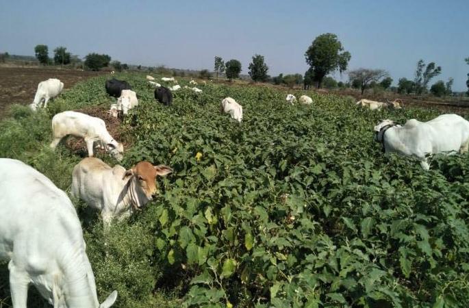 Grazing cattle in Brinzol field | विक्री होत नसल्याने वांग्याच्या शेतात चारली जनावरे! Grazing cattle in Brinzol field | विक्री होत नसल्याने वांग्याच्या शेतात चारली जनावरे!