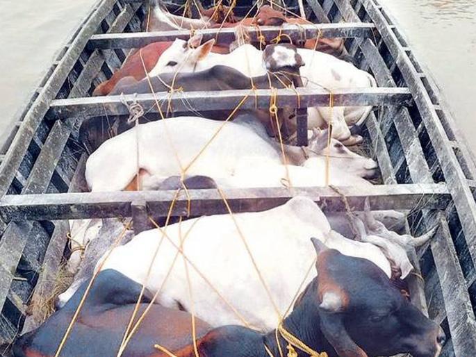 raids in the district; 44 The smiles of the cattle smugglers widened; Checkpoints were set up within the limits of 17 police stations | जिल्ह्यात छापेमारी; ४४ गाेवंश तस्करांच्या मुसक्या आवळल्या; १७ पाेलिस ठाण्यांच्या हद्दीत उभारले हाेते चेकनाके raids in the district; 44 The smiles of the cattle smugglers widened; Checkpoints were set up within the limits of 17 police stations | जिल्ह्यात छापेमारी; ४४ गाेवंश तस्करांच्या मुसक्या आवळल्या; १७ पाेलिस ठाण्यांच्या हद्दीत उभारले हाेते चेकनाके