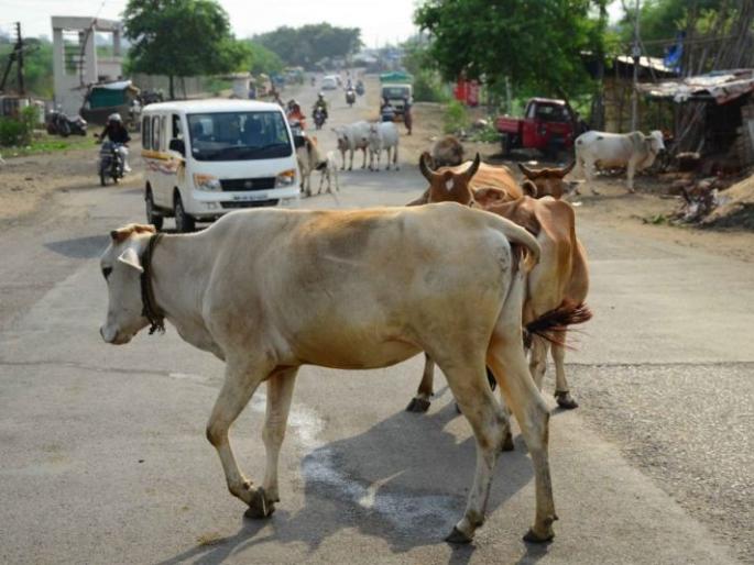 Stray cattle owners punished in Nagpur | नागपुरात मोकाट जनावरांच्या मालकांना चाप : १० मालकांविरुद्ध गुन्हे दाखल Stray cattle owners punished in Nagpur | नागपुरात मोकाट जनावरांच्या मालकांना चाप : १० मालकांविरुद्ध गुन्हे दाखल