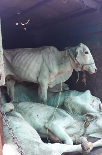 The slaughtered animals are saved | कत्तलखान्याच्या मार्गावर असलेली गुरे वाचविली The slaughtered animals are saved | कत्तलखान्याच्या मार्गावर असलेली गुरे वाचविली