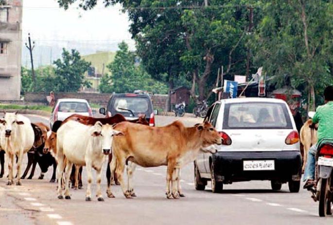 Corporation's bye-law prepared for registration and permission of animals | जनावरांची नोंदणी व परवानगीसाठी मनपाची उपविधी तयार Corporation's bye-law prepared for registration and permission of animals | जनावरांची नोंदणी व परवानगीसाठी मनपाची उपविधी तयार