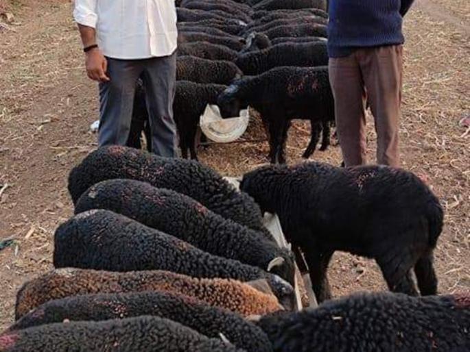 12,000 rupees, two daughters were mortgaged on the bid of one sheep | धक्कादायक! १२ हजार रुपये, एका मेंढराच्या बोलीवर दोन मुली ठेवल्या चक्क गहाण 12,000 rupees, two daughters were mortgaged on the bid of one sheep | धक्कादायक! १२ हजार रुपये, एका मेंढराच्या बोलीवर दोन मुली ठेवल्या चक्क गहाण