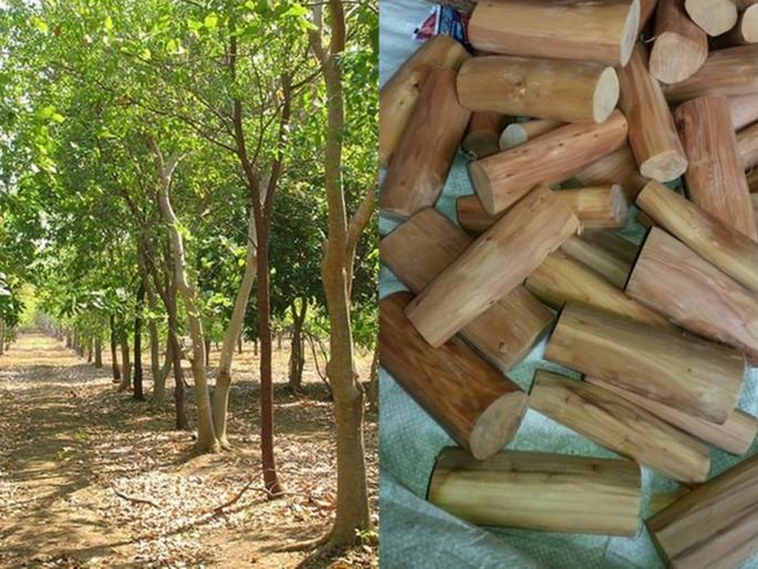 In Chakur taluka 600 kg of sandalwood along with Rs 37 lakh was seized by police | चाकूर तालुक्यात 600 किलो चंदनासह 37 लाखांचा ऐवज जप्त In Chakur taluka 600 kg of sandalwood along with Rs 37 lakh was seized by police | चाकूर तालुक्यात 600 किलो चंदनासह 37 लाखांचा ऐवज जप्त