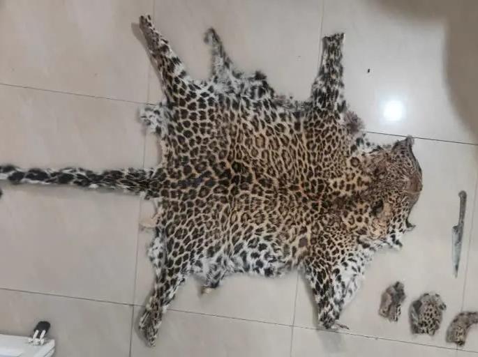 Crime News: Four arrested for smuggling tiger skin, dog released after interrogation, court acquitted 4 person of chindwada | Crime News: वाघाचं कातडं तस्करीप्रकरणी चौघांना अटक, चौकशीअंती निघालं कुत्र्याचं Crime News: Four arrested for smuggling tiger skin, dog released after interrogation, court acquitted 4 person of chindwada | Crime News: वाघाचं कातडं तस्करीप्रकरणी चौघांना अटक, चौकशीअंती निघालं कुत्र्याचं