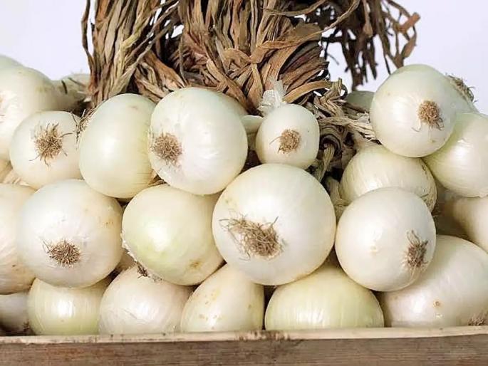 White onions risk disease, fog will reduce production by 50% | पांढऱ्या कांद्याला रोगांचा धोका, धुक्यामुळे ५० टक्के उत्पादन घटणार White onions risk disease, fog will reduce production by 50% | पांढऱ्या कांद्याला रोगांचा धोका, धुक्यामुळे ५० टक्के उत्पादन घटणार