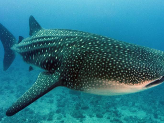 Whale vomit worth Rs 4 crore seized | चार कोटी रुपये किमतीची व्हेल माशाची उलटी जप्त Whale vomit worth Rs 4 crore seized | चार कोटी रुपये किमतीची व्हेल माशाची उलटी जप्त