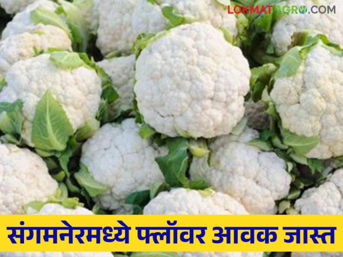 Cauliflower: Today's market price of cauliflower | cauliflower : फ्लॉवरचा आजचा बाजार भाव Cauliflower: Today's market price of cauliflower | cauliflower : फ्लॉवरचा आजचा बाजार भाव