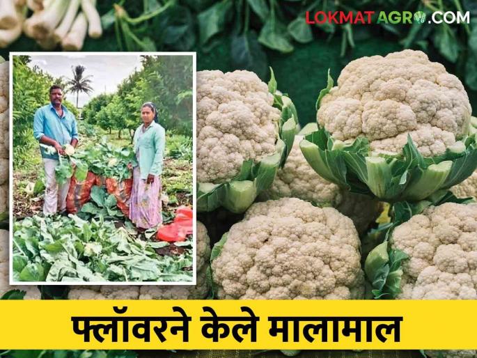 Farmers in Purandar became rich because of cauliflower farming | फ्लॉवरच्या शेतीतून पुरंदरमधील शेतकरी झाले मालामाल Farmers in Purandar became rich because of cauliflower farming | फ्लॉवरच्या शेतीतून पुरंदरमधील शेतकरी झाले मालामाल