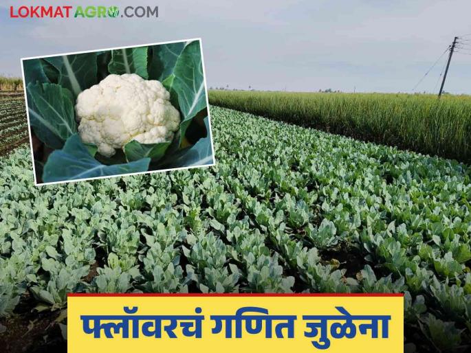 Cauliflower Bajar Bhav : The situation of flower farmers is like falling from a fire; crop economics cant match | Cauliflower Bajar Bhav : फ्लॉवर उत्पादक शेतकऱ्यांची अवस्था आगीतून फुफाट्यात पडल्यासारखी Cauliflower Bajar Bhav : The situation of flower farmers is like falling from a fire; crop economics cant match | Cauliflower Bajar Bhav : फ्लॉवर उत्पादक शेतकऱ्यांची अवस्था आगीतून फुफाट्यात पडल्यासारखी