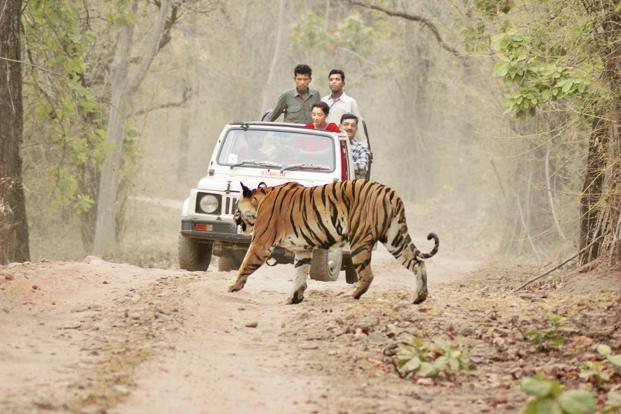 466 deaths in 10 years of wildlife conflict; No concrete answer | वन्यजीव संघर्षात १० वर्षात ४६६ व्यक्तींचा मृत्यू ; ठोस उत्तर नाही 466 deaths in 10 years of wildlife conflict; No concrete answer | वन्यजीव संघर्षात १० वर्षात ४६६ व्यक्तींचा मृत्यू ; ठोस उत्तर नाही