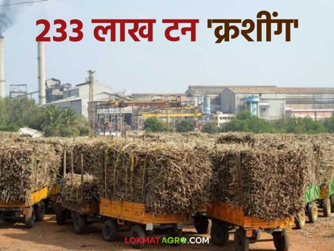 186 factories in the state crushed 233 lakh tonnes; 19.26 lakh tonnes of sugar produced by the end of December | राज्यातील १८६ कारखान्यांनी केले २३३ लाख टन 'क्रशींग'; डिसेंबरअखेर १९.२६ लाख टन साखरेचे उत्पादन 186 factories in the state crushed 233 lakh tonnes; 19.26 lakh tonnes of sugar produced by the end of December | राज्यातील १८६ कारखान्यांनी केले २३३ लाख टन 'क्रशींग'; डिसेंबरअखेर १९.२६ लाख टन साखरेचे उत्पादन