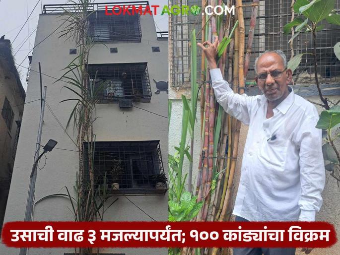 Sugarcane height of the sugarcane is 35 feet 100 canes for the sugarcane that grows up to three floors | 100 Ft. Sugarcane : बापरे! ऊसाची उंची ३५ फूट; तीन मजल्यापर्यंत वाढलेल्या ऊसाला १०० कांड्या