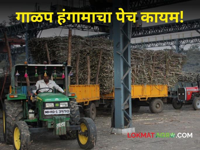 There are still no licenses to filter! The difficulty of starting sugar factories increased  | Sugar Factory : अजूनही गाळपाचे परवाने नाहीत; साखर कारखाने सुरू होण्याचा पेच वाढला! There are still no licenses to filter! The difficulty of starting sugar factories increased  | Sugar Factory : अजूनही गाळपाचे परवाने नाहीत; साखर कारखाने सुरू होण्याचा पेच वाढला!