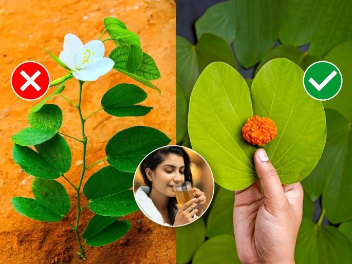 Health benefits of apta pane best use of aptyachi pane : Do not throw away the leaves of Apta, 5 benefits of drinking Apta water - effective remedy for pitta and heat problems | आपट्याची पाने फेकू नका, आपट्याचं पाणी पिण्याचे ५ फायदे- पित्त आणि उष्णतेच्या त्रासावर गुणकारी उपाय