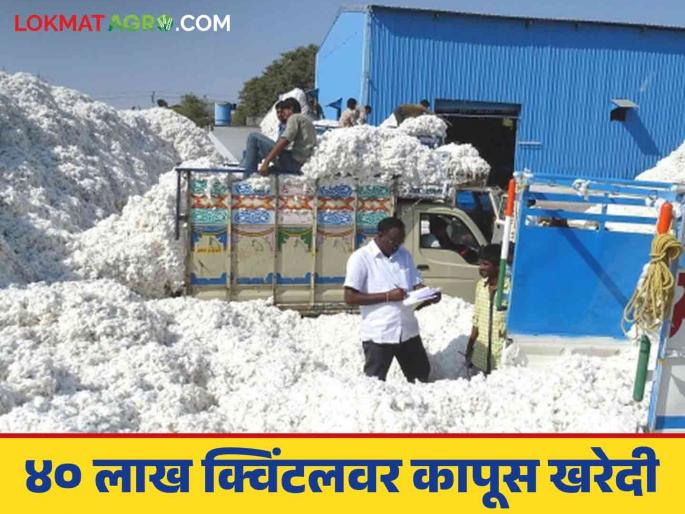 Cotton Market: CCI will buy quality cotton till the end; Read in detail the price being offered | Cotton Market : सीसीआय शेवटपर्यंत दर्जेदार कापूस खरेदी करणार; असा मिळतोय दर ते वाचा सविस्तर