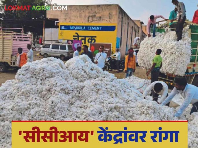 Cotton market: Cotton sales increased at 'CCI' centers read in deatils | Cotton market :'सीसीआय' केंद्रांवर कापूस विक्रीचा ओघ वाढला; असा मिळाला दर ते वाचा सविस्तर