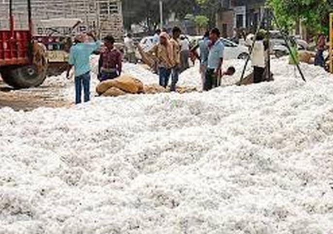 CCI cotton purchase till September! | सीसीआयची कापूस खरेदी सप्टेंबरपर्यंत!