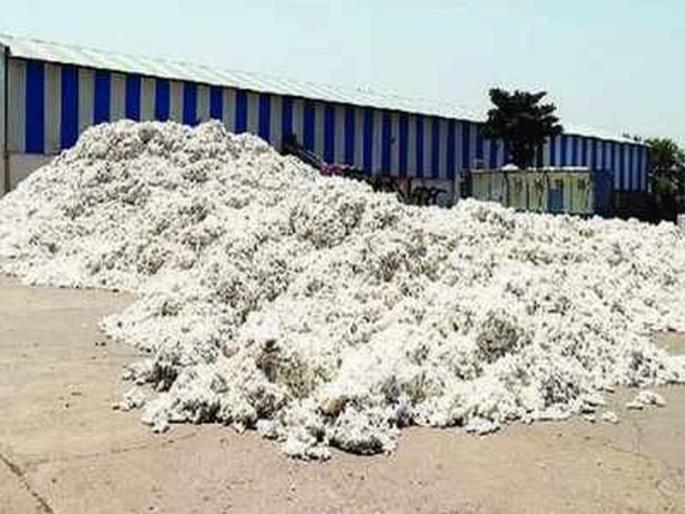 Finally, CCI found the moment to buy cotton | अखेर 'सीसीआय'ला कापूस खरेदीचा मुहूर्त सापडला Finally, CCI found the moment to buy cotton | अखेर 'सीसीआय'ला कापूस खरेदीचा मुहूर्त सापडला