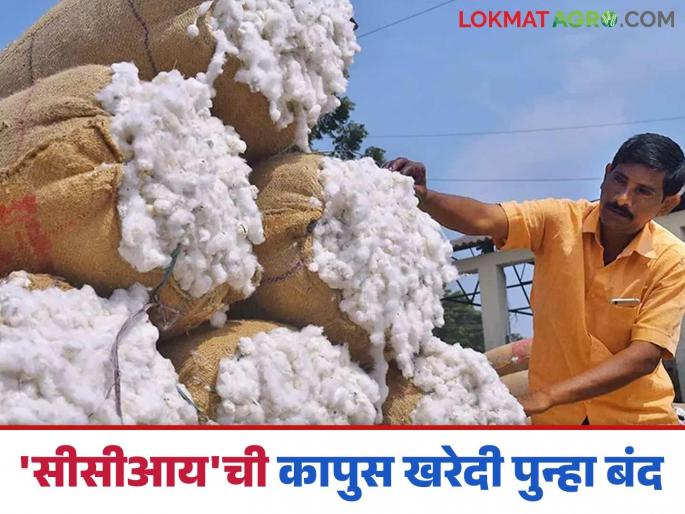 kapus kharedi : As the purchase of 'CCI' closes, how will the price of cotton per quintal be? Read in detail | kapus kharedi : 'सीसीआय'ची खरेदी बंद होताच कापसाचे दर क्विंटलमागे कसे? वाचा सविस्तर kapus kharedi : As the purchase of 'CCI' closes, how will the price of cotton per quintal be? Read in detail | kapus kharedi : 'सीसीआय'ची खरेदी बंद होताच कापसाचे दर क्विंटलमागे कसे? वाचा सविस्तर
