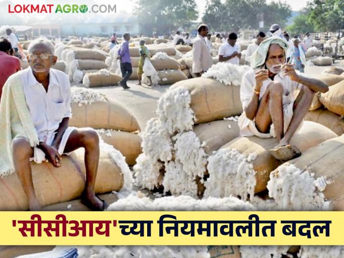 Cotton Market : Farmers! Make sure to read about selling cotton in 'CCI' | Cotton Market : शेतकऱ्यांनो! 'सीसीआय'मध्ये कापूस विक्री करताय हे नक्की वाचा Cotton Market : Farmers! Make sure to read about selling cotton in 'CCI' | Cotton Market : शेतकऱ्यांनो! 'सीसीआय'मध्ये कापूस विक्री करताय हे नक्की वाचा