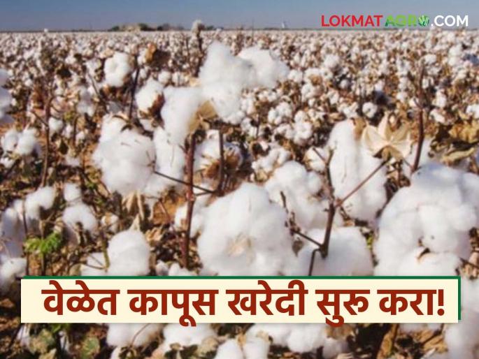 latest news CCI In High Court: Start purchasing cotton on time for the benefit of farmers; High Court warns the corporation | CCI In High Court : शेतकऱ्यांच्या हितासाठी वेळेत कापूस खरेदी सुरू करा; हायकोर्टाचा महामंडळाला इशारा