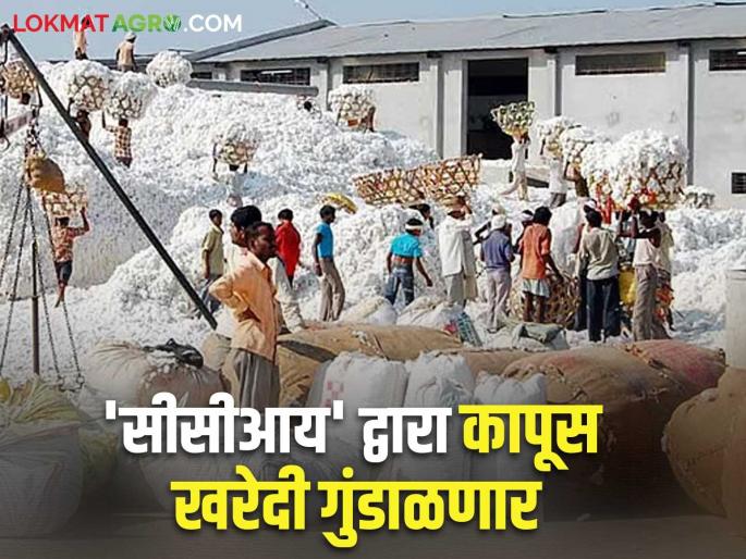 Kapus Kharedi: White gold will become more expensive, cotton storage increased in anticipation of price hike | Kapus Kharedi : पांढरं सोनं होणार मातीमोल; दरवाढीच्या प्रतीक्षेत वाढली कापसाची साठवणूक Kapus Kharedi: White gold will become more expensive, cotton storage increased in anticipation of price hike | Kapus Kharedi : पांढरं सोनं होणार मातीमोल; दरवाढीच्या प्रतीक्षेत वाढली कापसाची साठवणूक