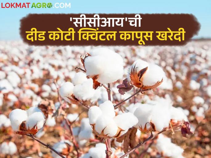 CCI procures 1.5 lakh quintals of cotton in the state; Rs 11,660 crore distributed to farmers in 19 districts | राज्यात 'सीसीआय'ने केली दीड कोटी क्विंटल कापसाची खरेदी; १९ जिल्ह्यांतील शेतकऱ्यांना ११ हजार ६६० कोटी रुपयांचे वाटप